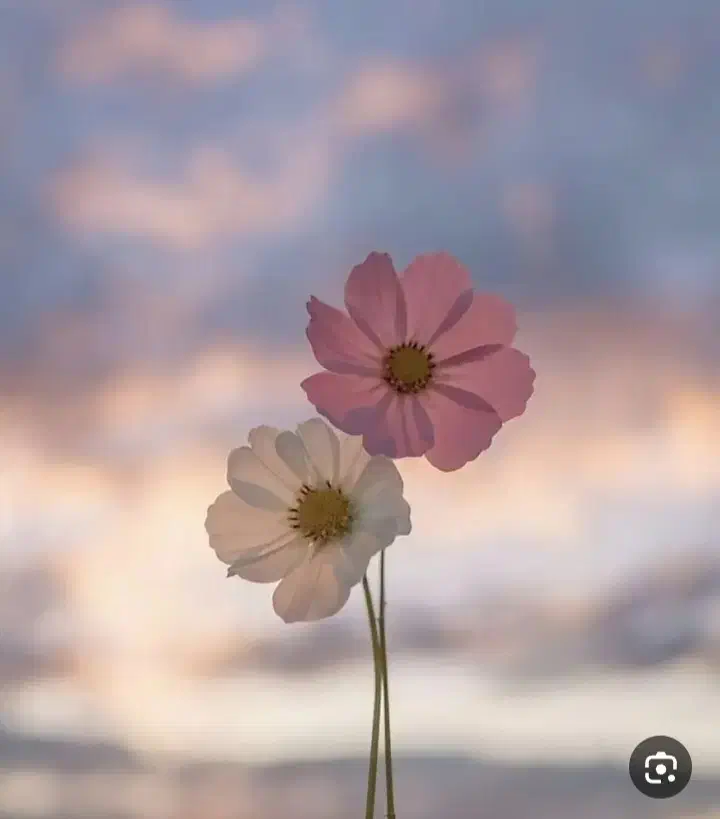 خدماتی|خدمات نظافت|کیش, |دیوار