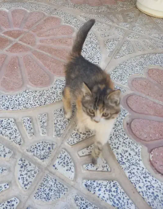 واگذاری گربه کالیکو|گربه|شیراز, شاهجیان|دیوار