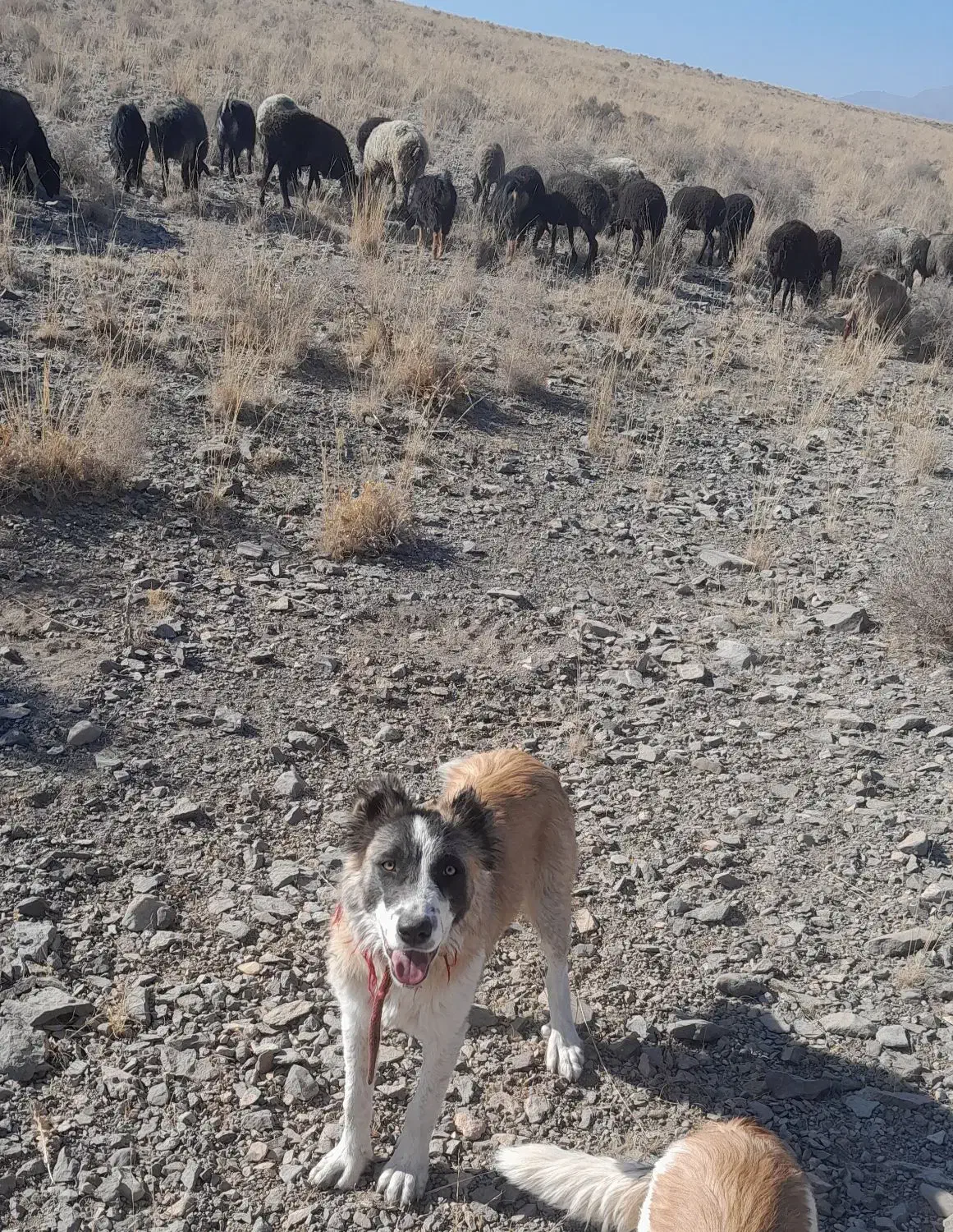 سگ گله هم غار|سگ|سلفچگان, |دیوار