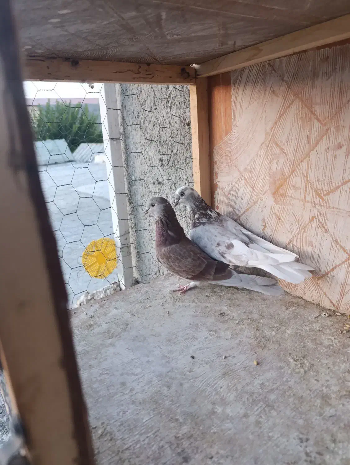 کفتر پرشی|پرنده|ازنا, |دیوار