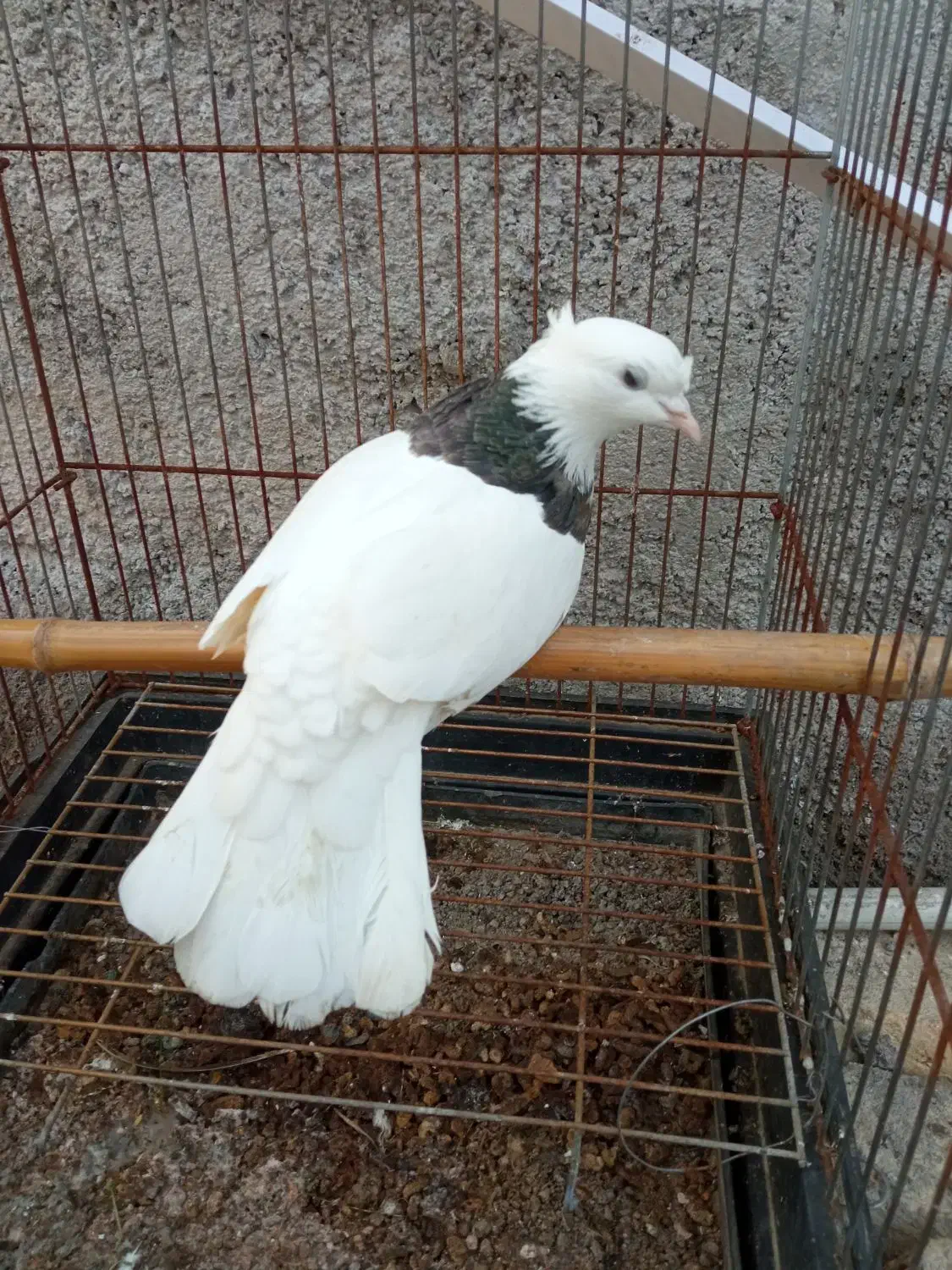 کبوتر طوقی ماده|پرنده|آستانه اشرفیه, |دیوار