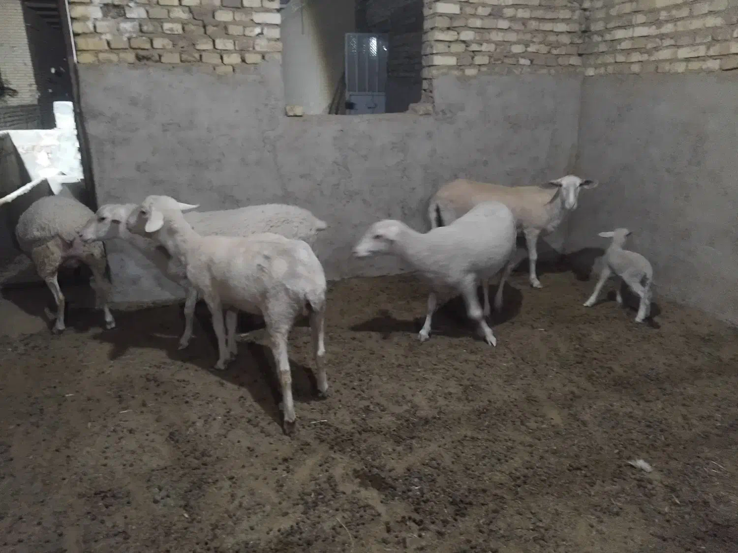 میش لاکن|حیوانات مزرعه|اشکذر, |دیوار