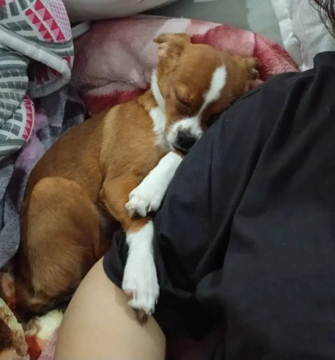 سگ گمشده|حیوانات|امیدیه, |دیوار