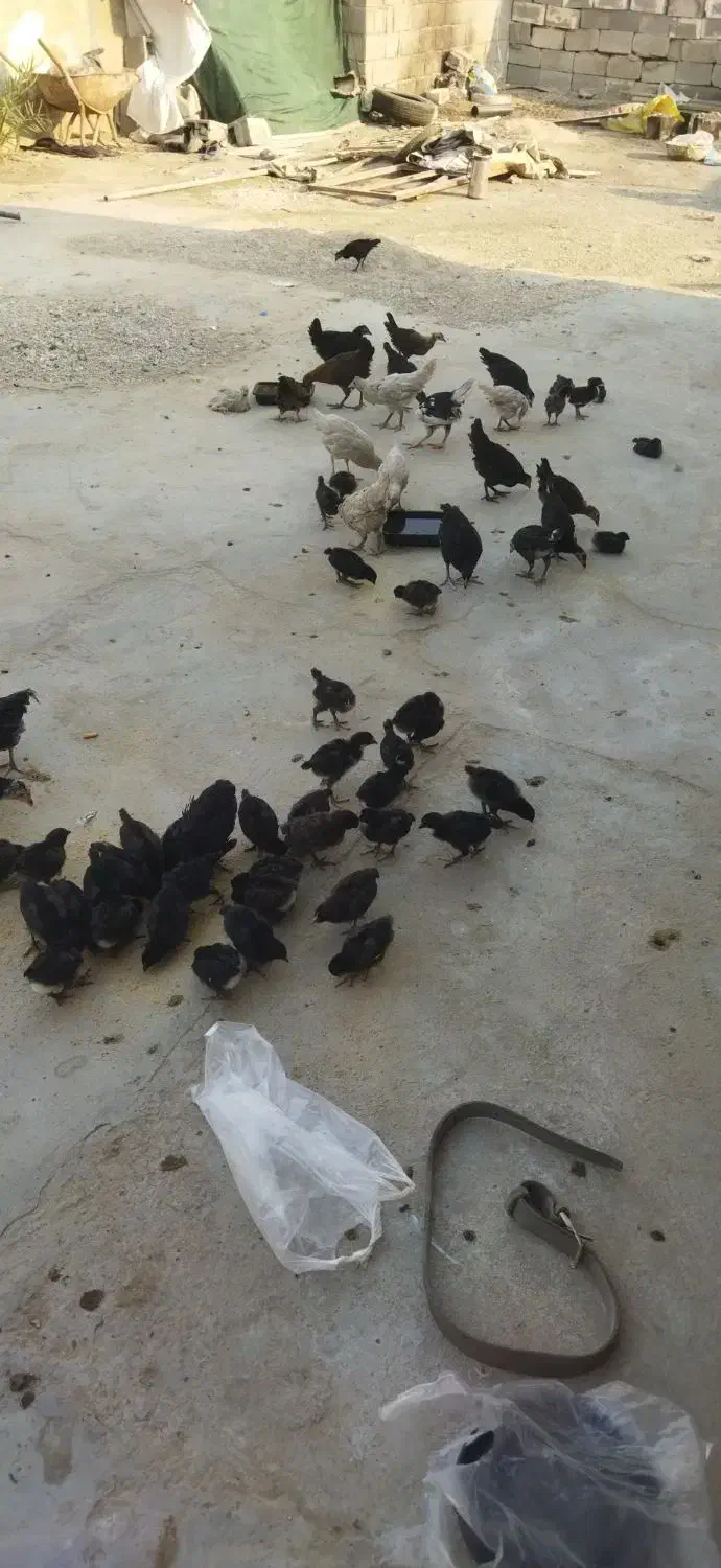 جوجه اصل محلی|حیوانات مزرعه|کاکی, |دیوار