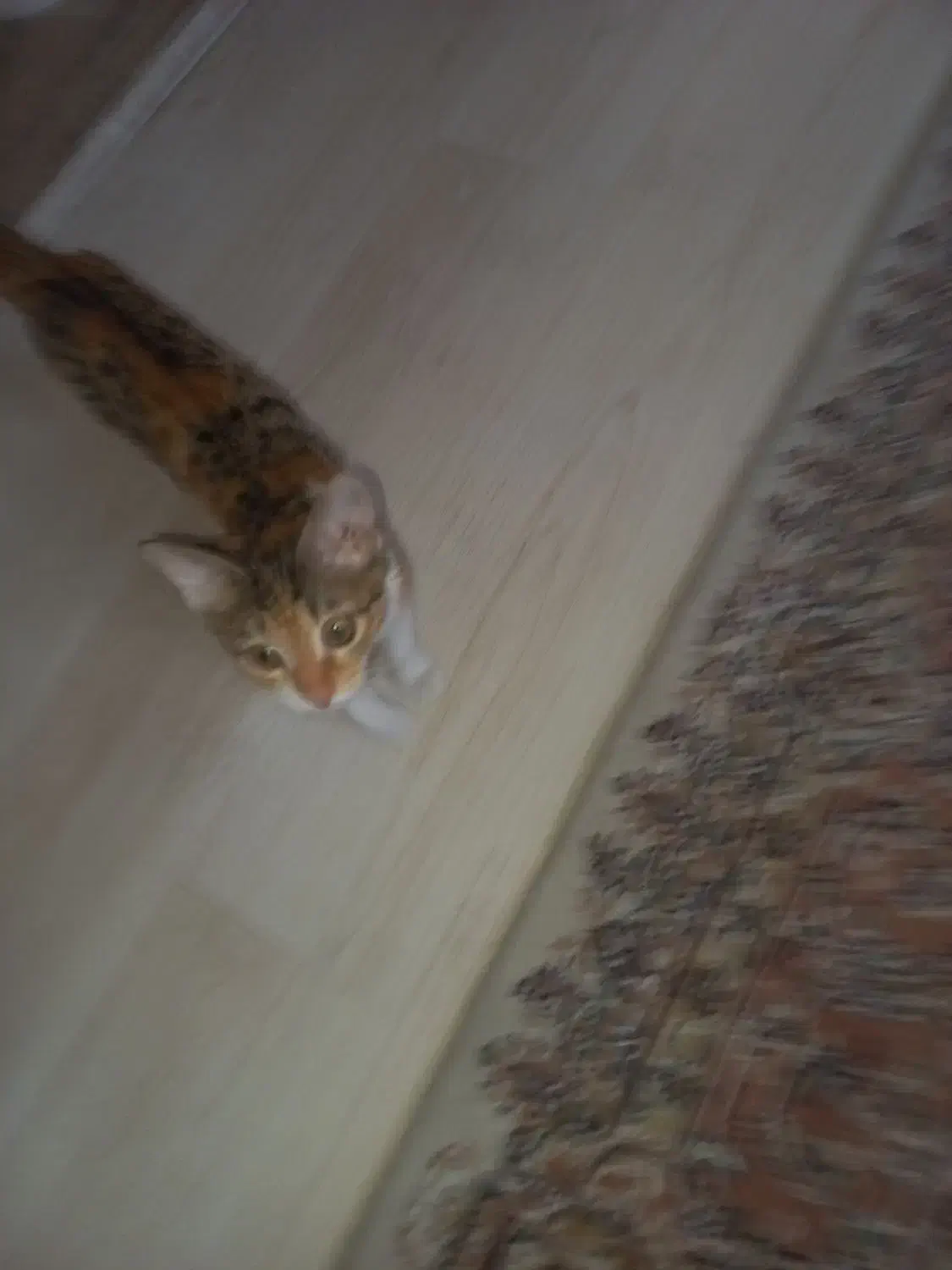 واگذاری گربه|گربه|رودهن, |دیوار