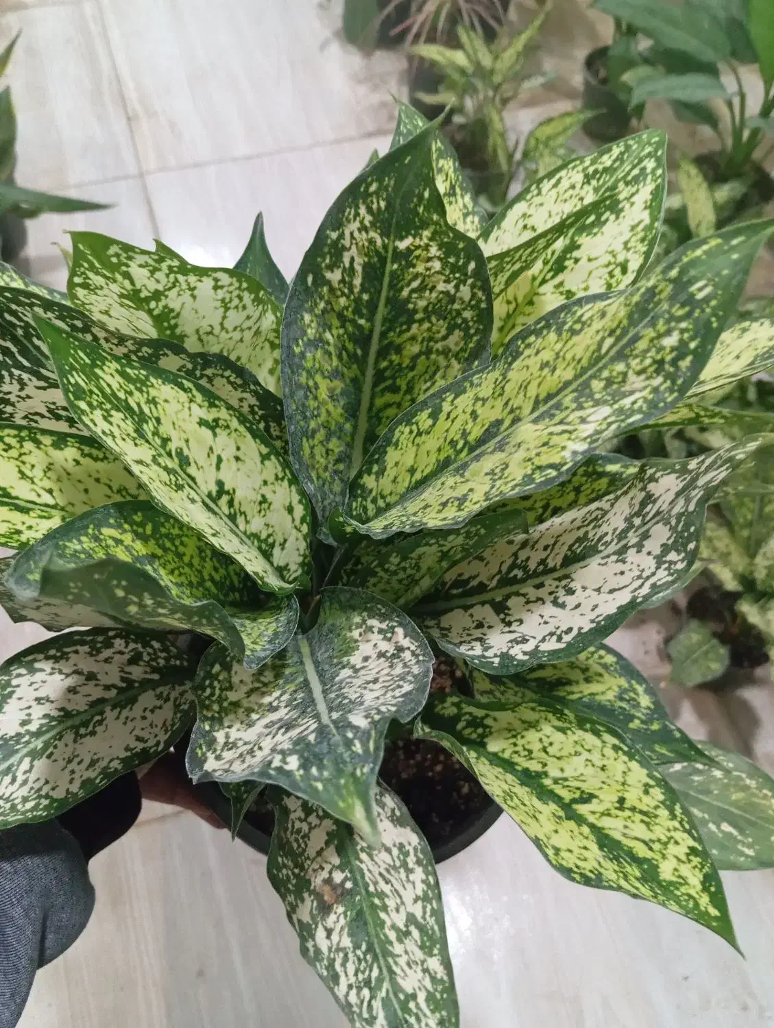 گل های زیبا آپارتمانی اول آموزش بعد خرید|گل و گیاه طبیعی|سبزوار, رضوی|دیوار