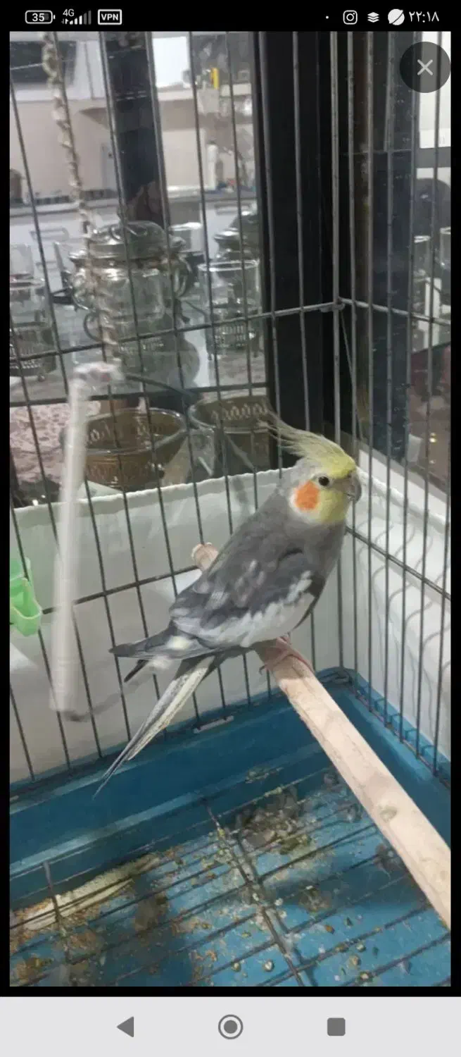 عروس هلندی|پرنده|شوط, |دیوار