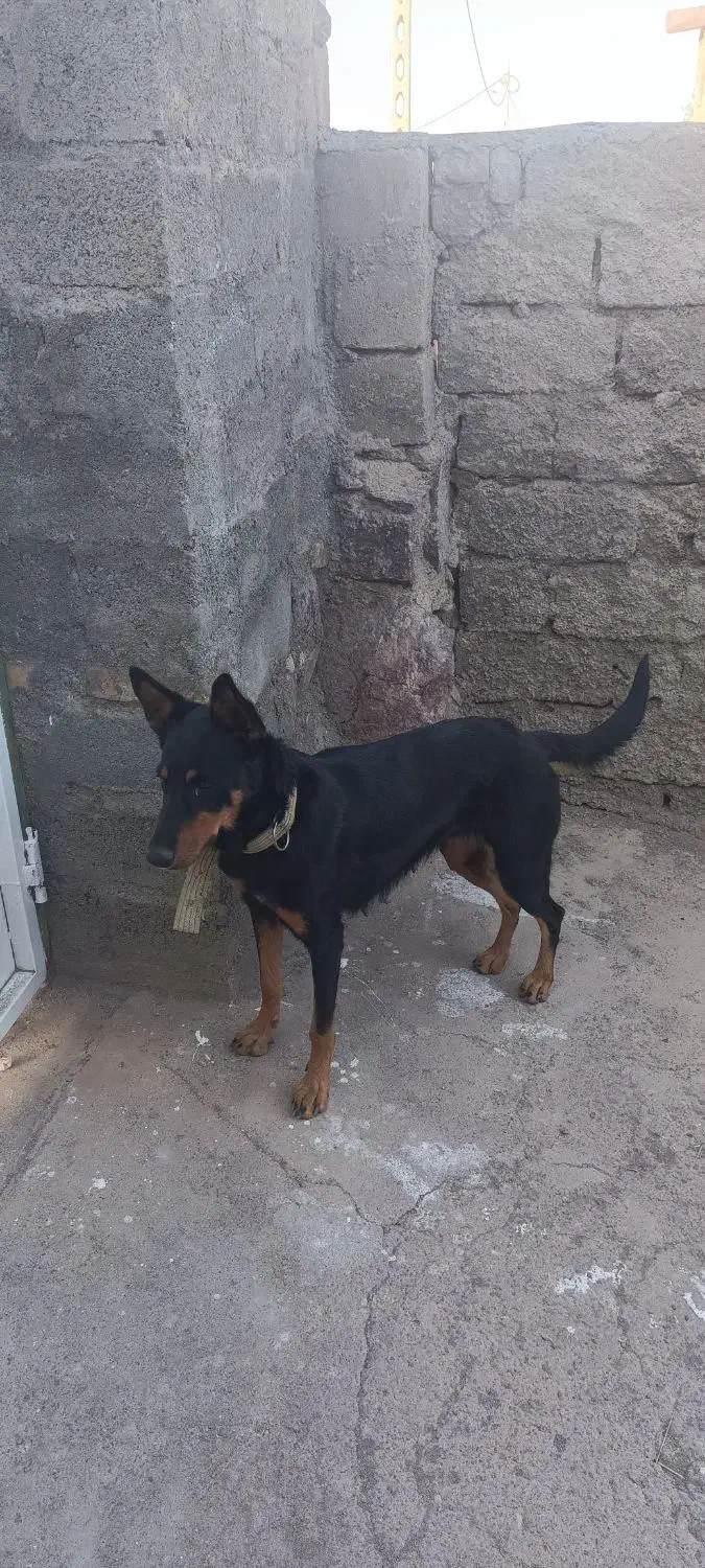 سگ ژرمن چهارچشم|سگ|جیرفت, |دیوار