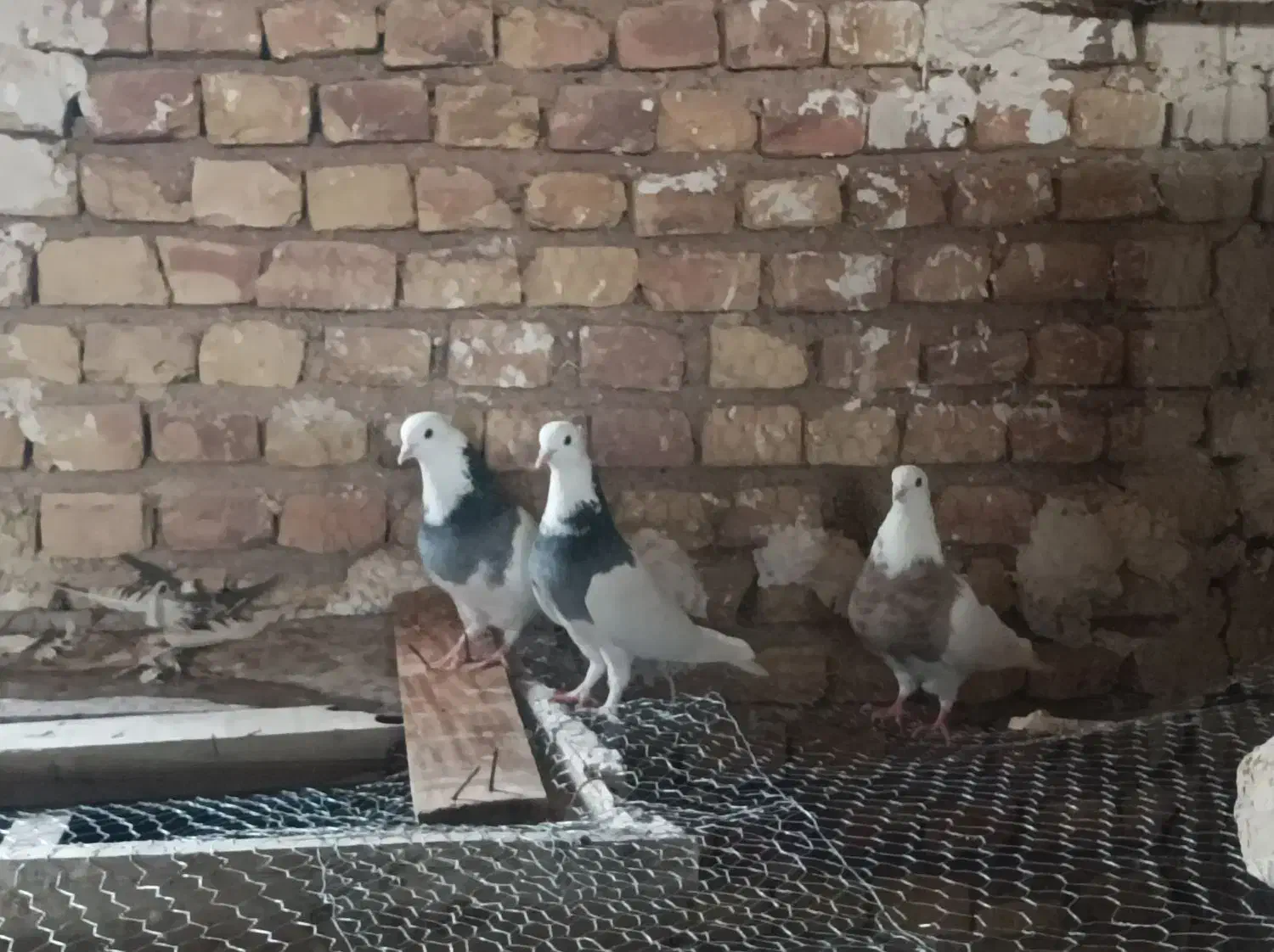 فروش طوقی فوری|پرنده|سرخه, |دیوار