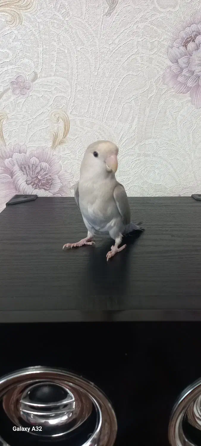 طوطی برزیلی|پرنده|کرج, اصفهانی‌ها|دیوار