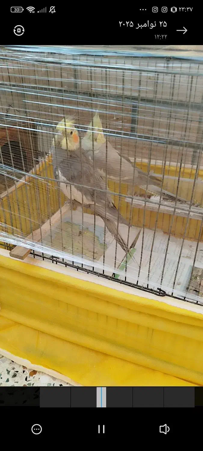 سخنگو|پرنده|قرچک, صالح آباد|دیوار