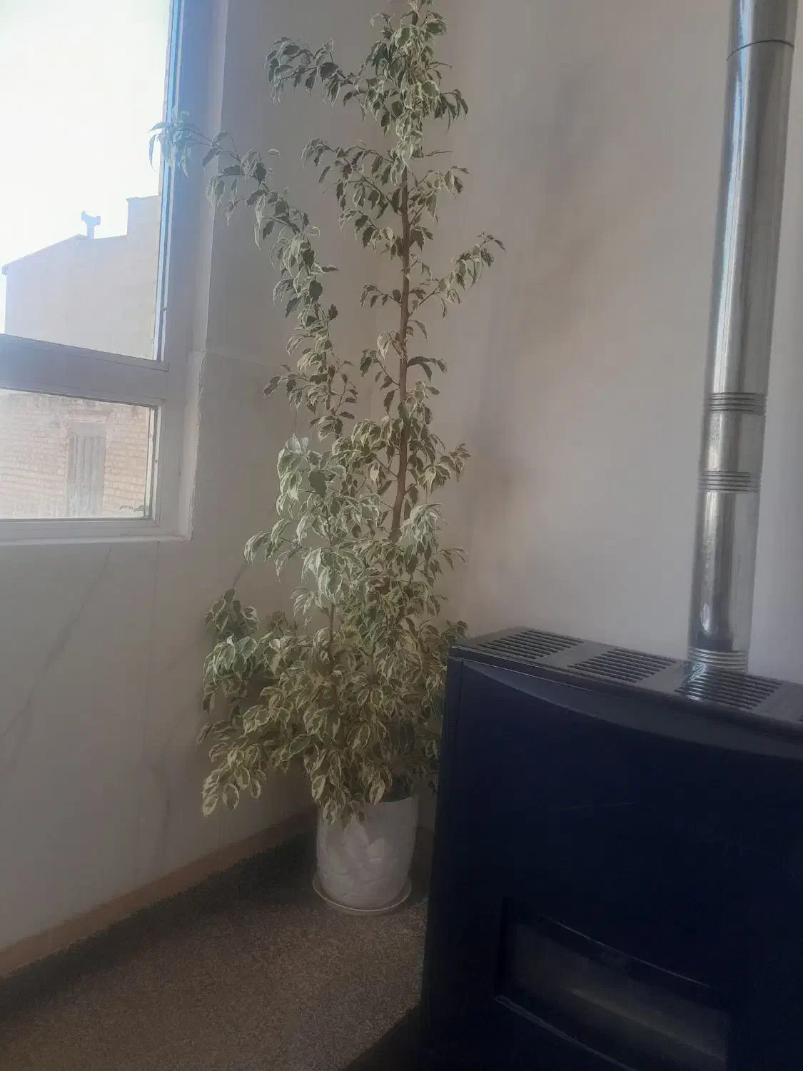 گلهای طبیعی|گل و گیاه طبیعی|شهرکرد, |دیوار