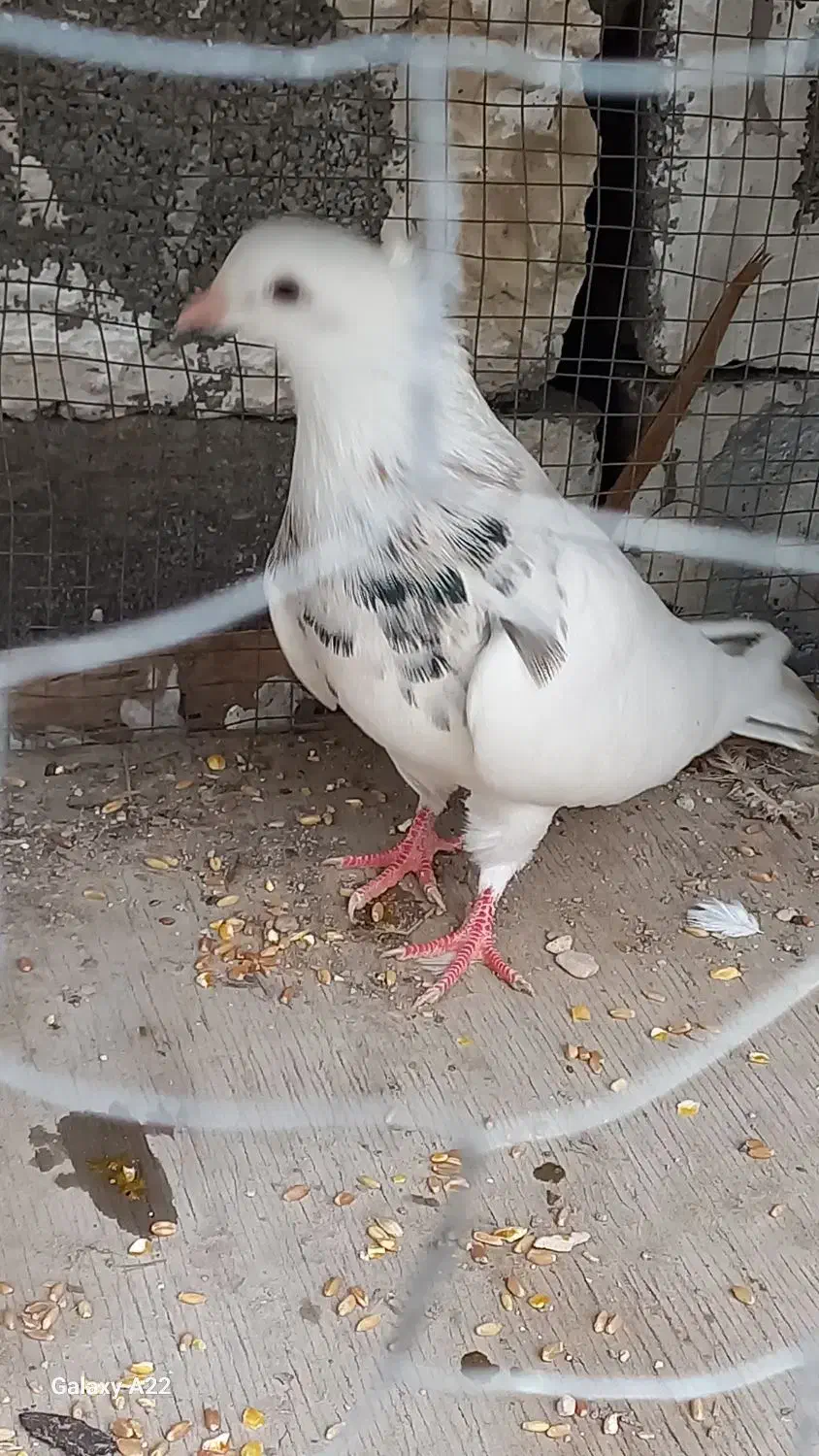 کفتر|پرنده|بندر دیر, |دیوار