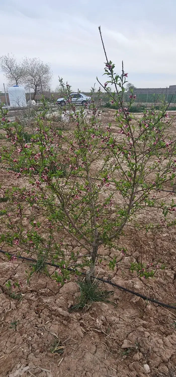 زمین باغ گلخانه قیمت استثنایی|فروش زمین و ملک کلنگی|گرمسار, |دیوار