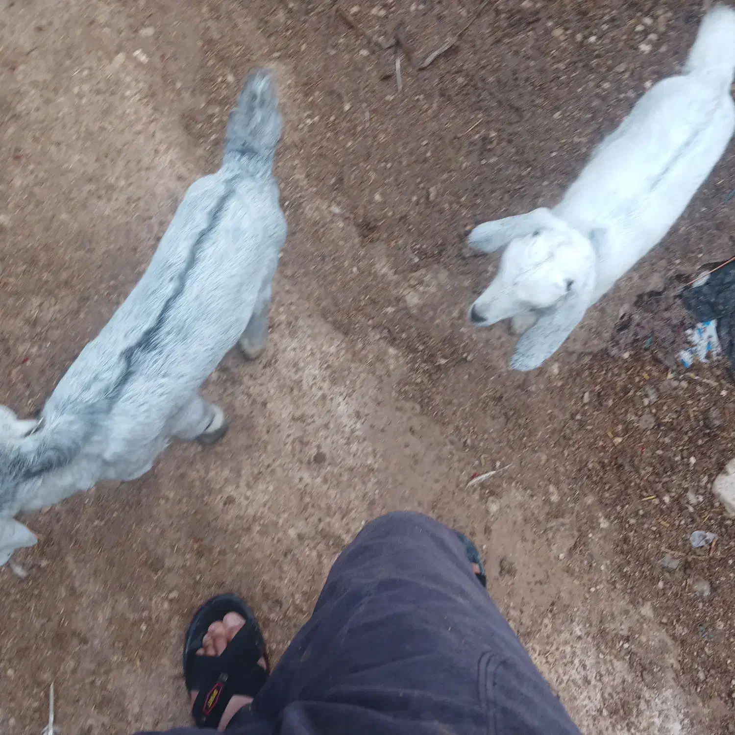 کهره نر تالی|حیوانات|خورموج, |دیوار