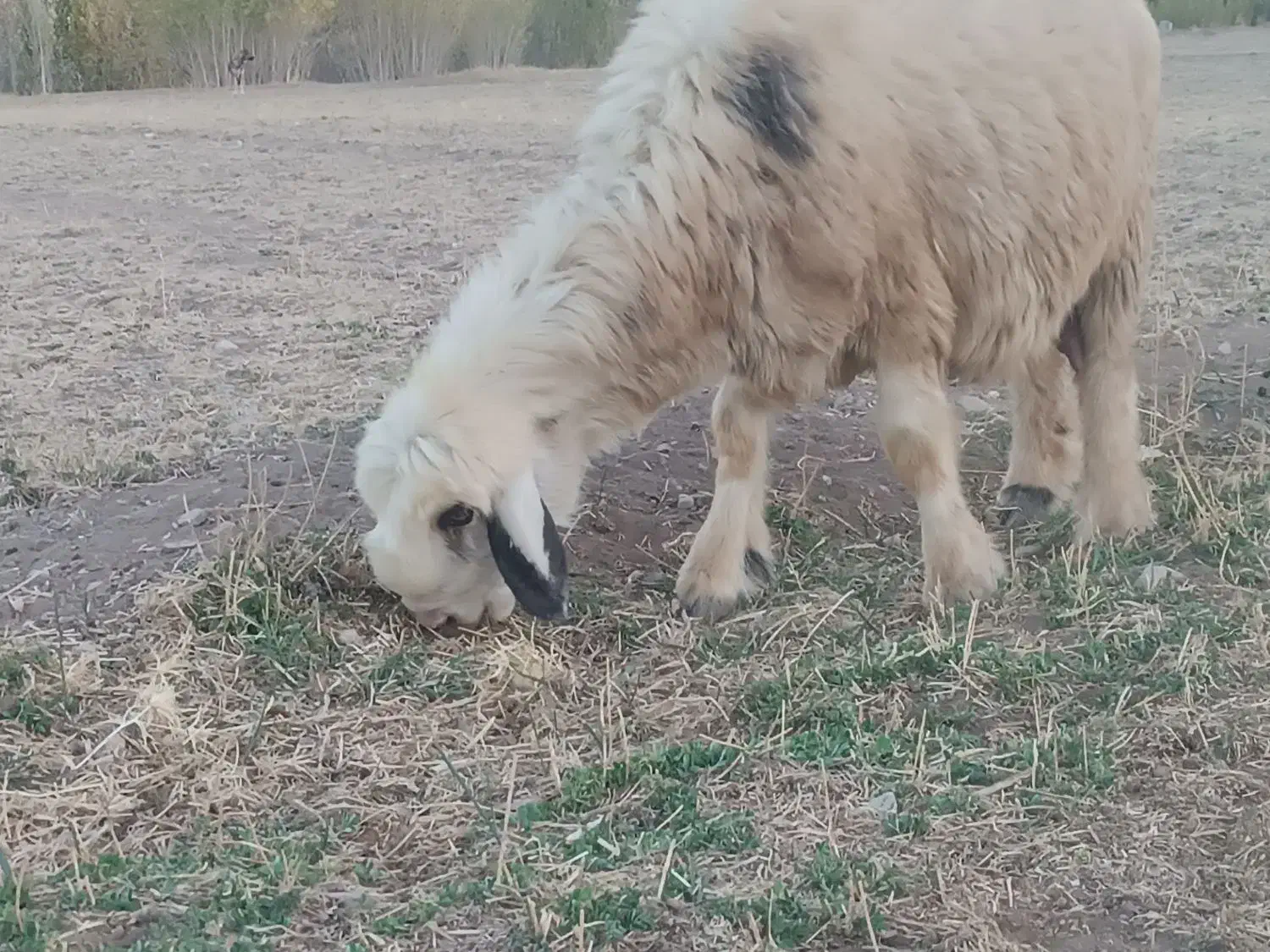 شیشک ۲سال دوقلوزا با جفت بره|حیوانات مزرعه|لاران, |دیوار