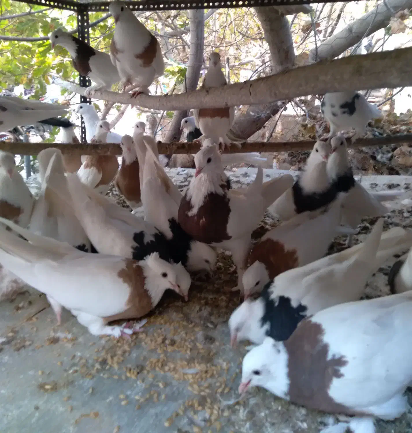 کبوتر طوقی|پرنده|اردکان, |دیوار