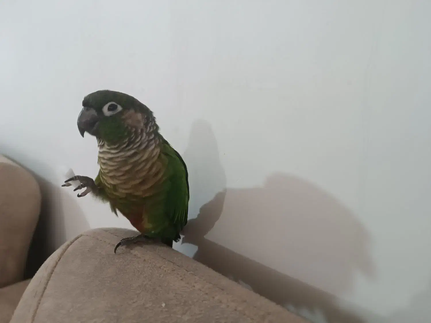 طوطی گرینچیک|پرنده|شهرکرد, |دیوار