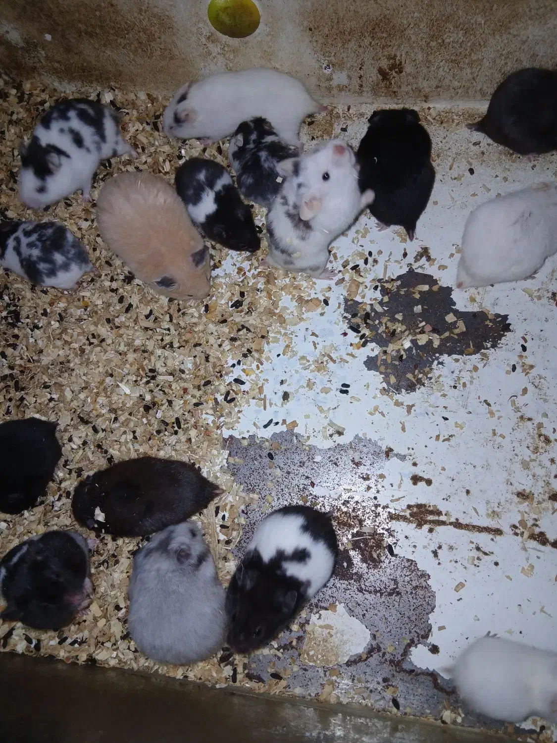 فروش همستر|موش و خرگوش|رفسنجان, |دیوار