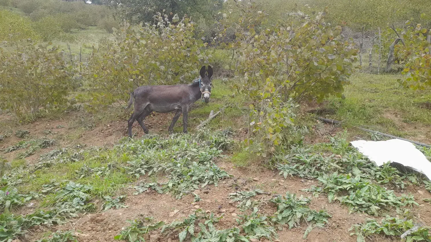 الاغ ارام باری|حیوانات مزرعه|رحیمآباد, |دیوار