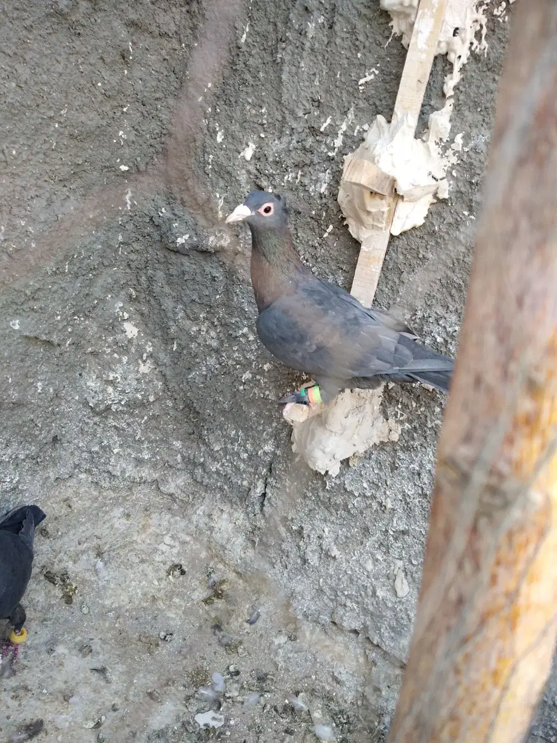 لاکی نر قلدر|پرنده|تربتحیدریه, کاشانی|دیوار