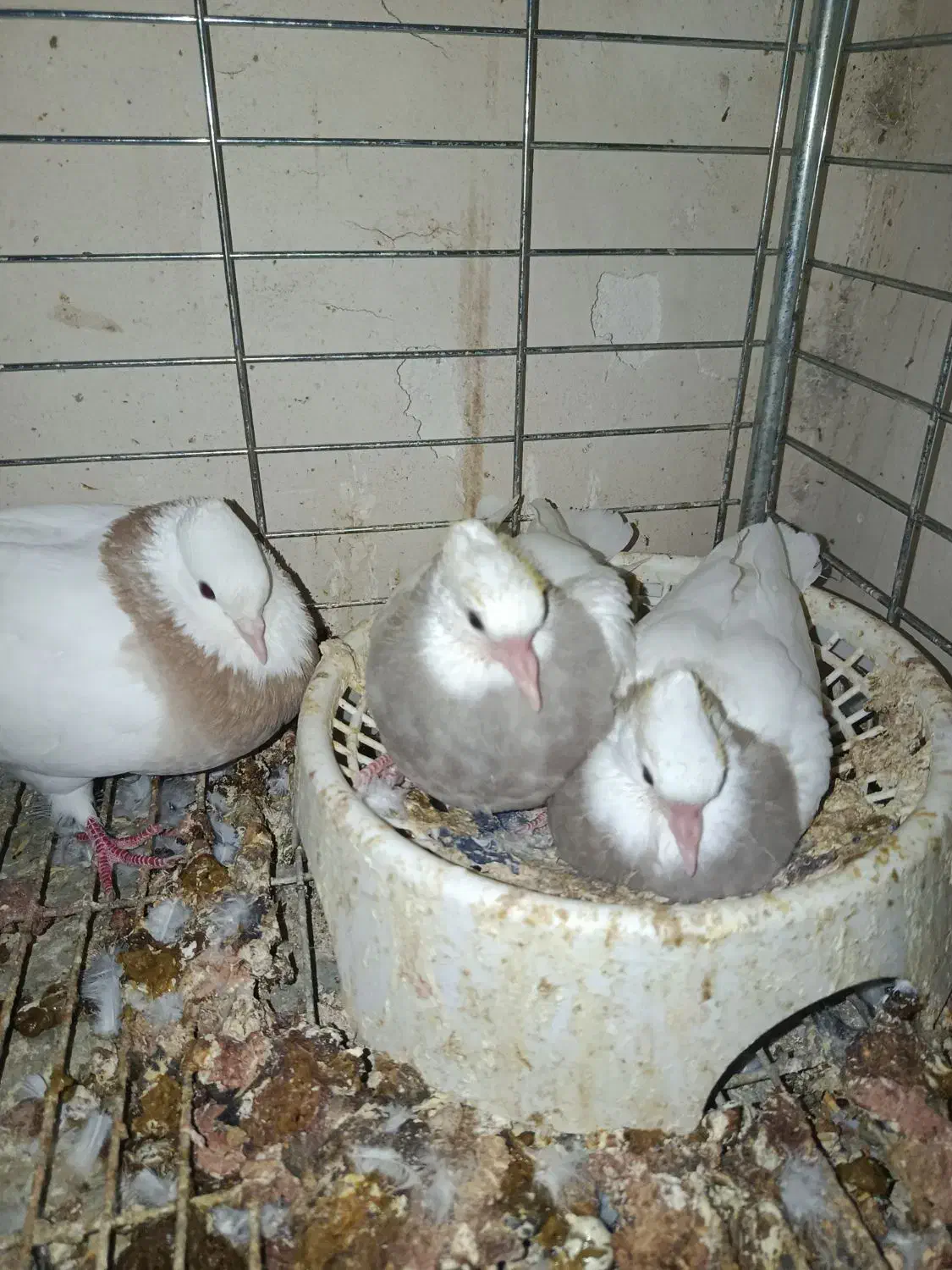 ماده طوقی|پرنده|زاویه, |دیوار