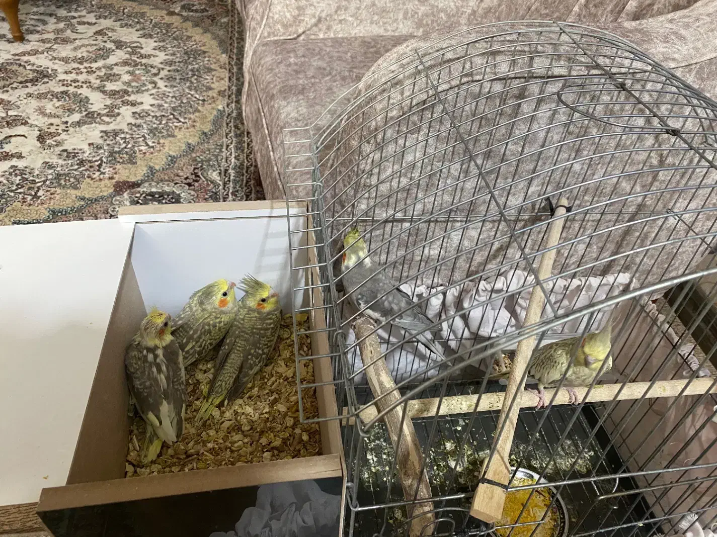 پرنده|پرنده|یزد, |دیوار