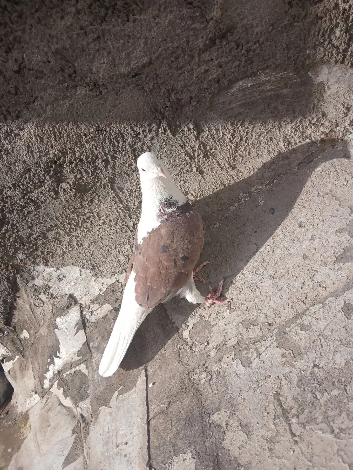 کبوترگلی|حیوانات|قم, آزادگان|دیوار