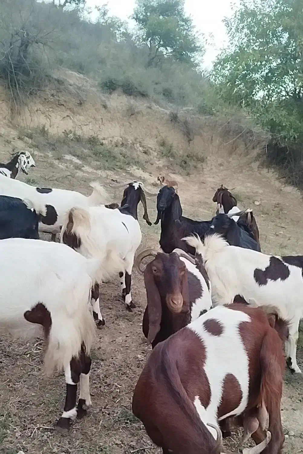 فروش بزوبزغاله|حیوانات مزرعه|کلاله, |دیوار