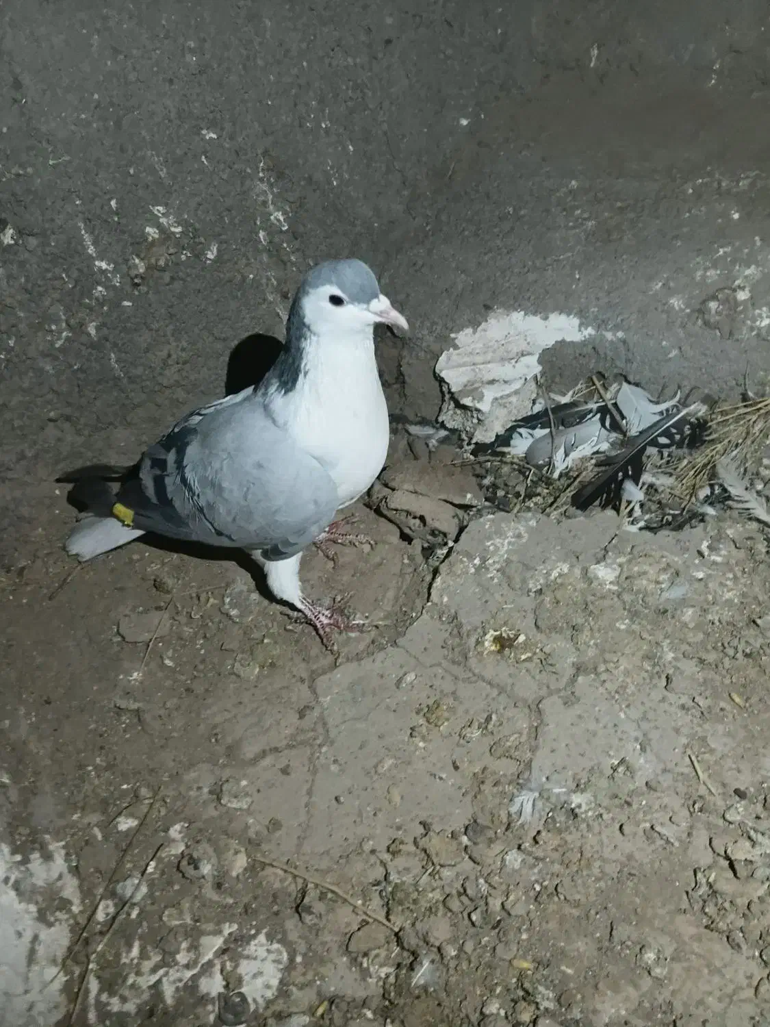 کفتر کبوتر|پرنده|مشهد, کشف|دیوار