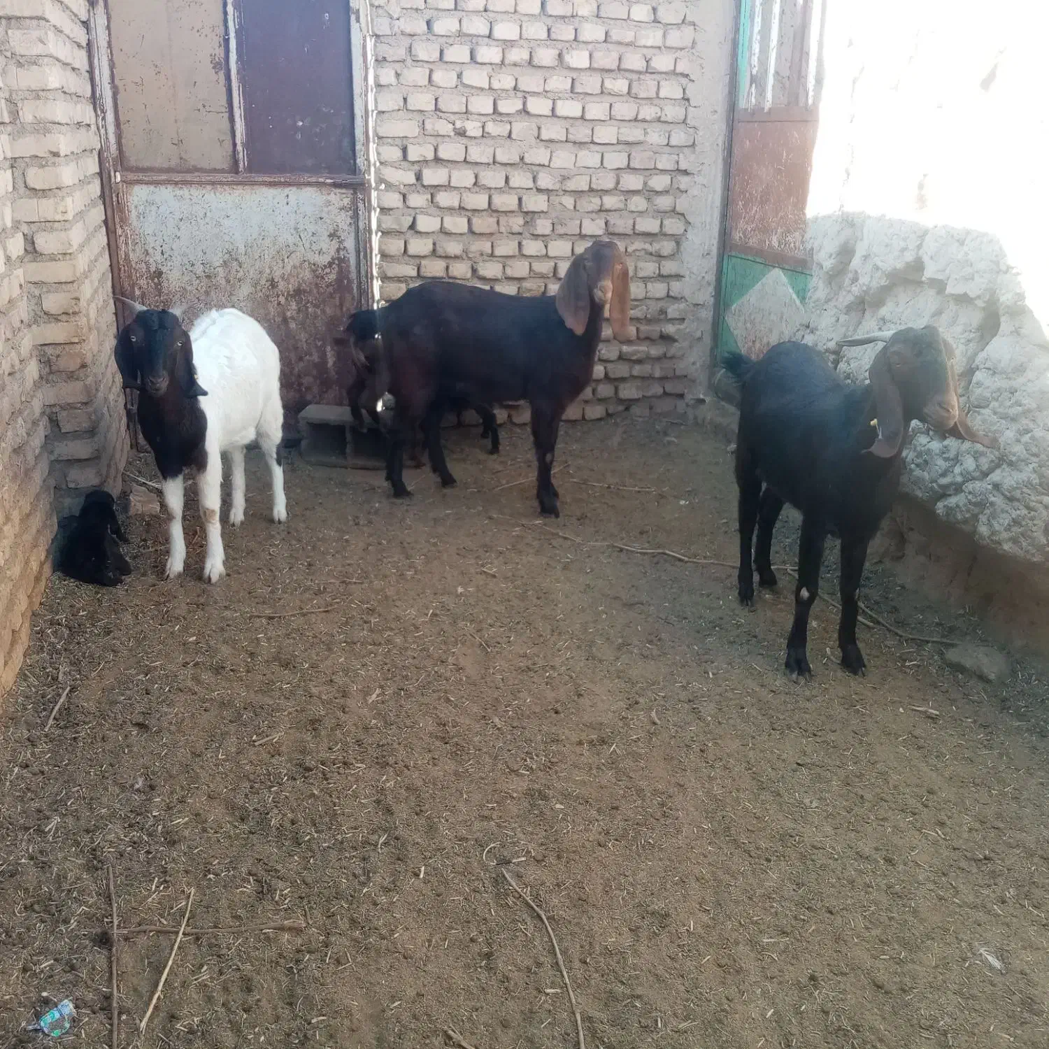 سه راس بز جوان زایده فروشی|حیوانات مزرعه|کاشمر, |دیوار