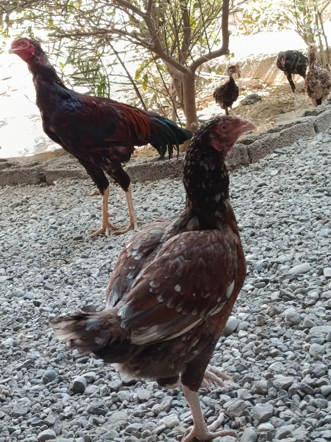 مرغ نسل بالا|حیوانات مزرعه|ایرانشهر, |دیوار