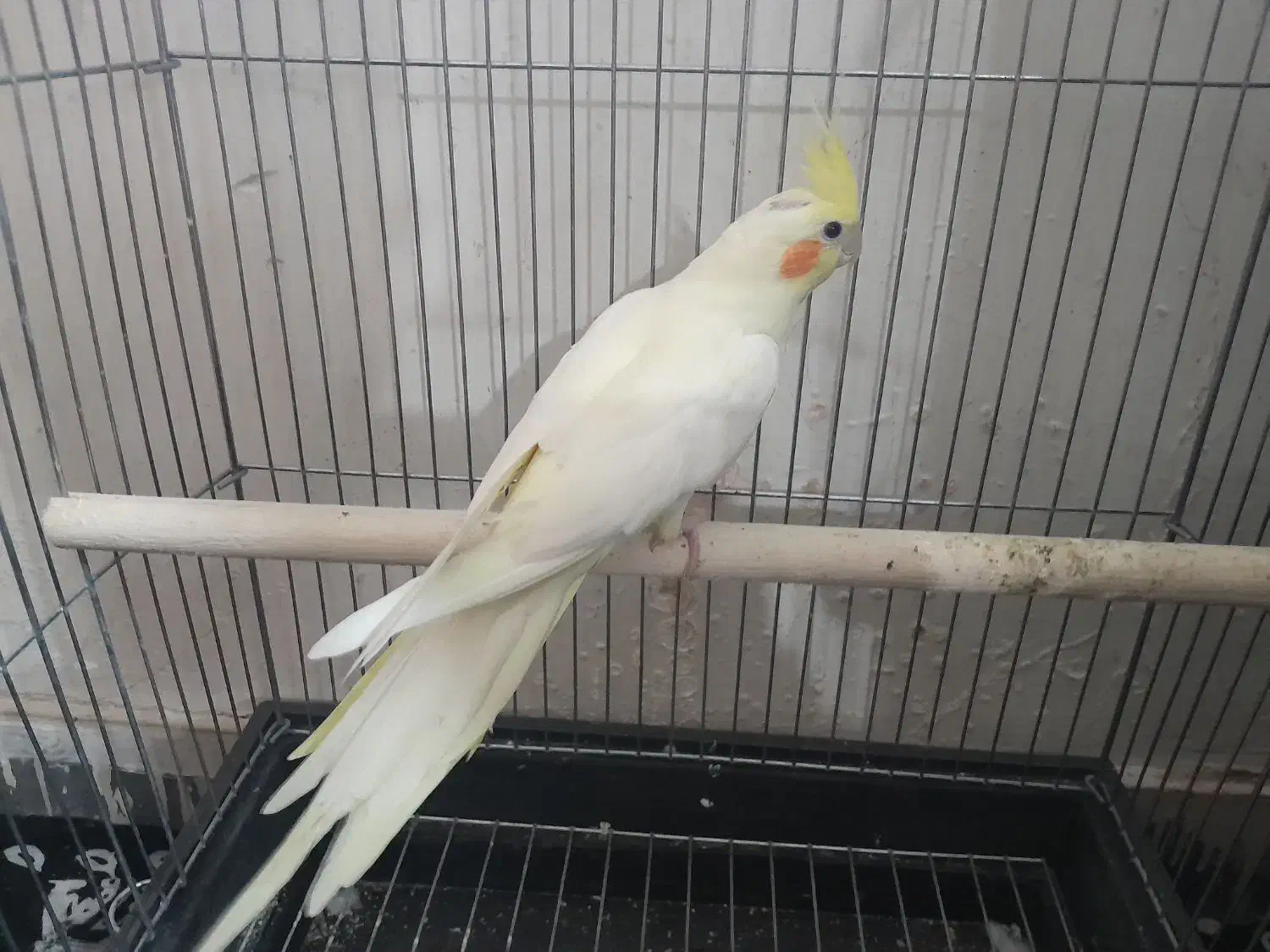 عروس هلندی|پرنده|بروجرد, |دیوار