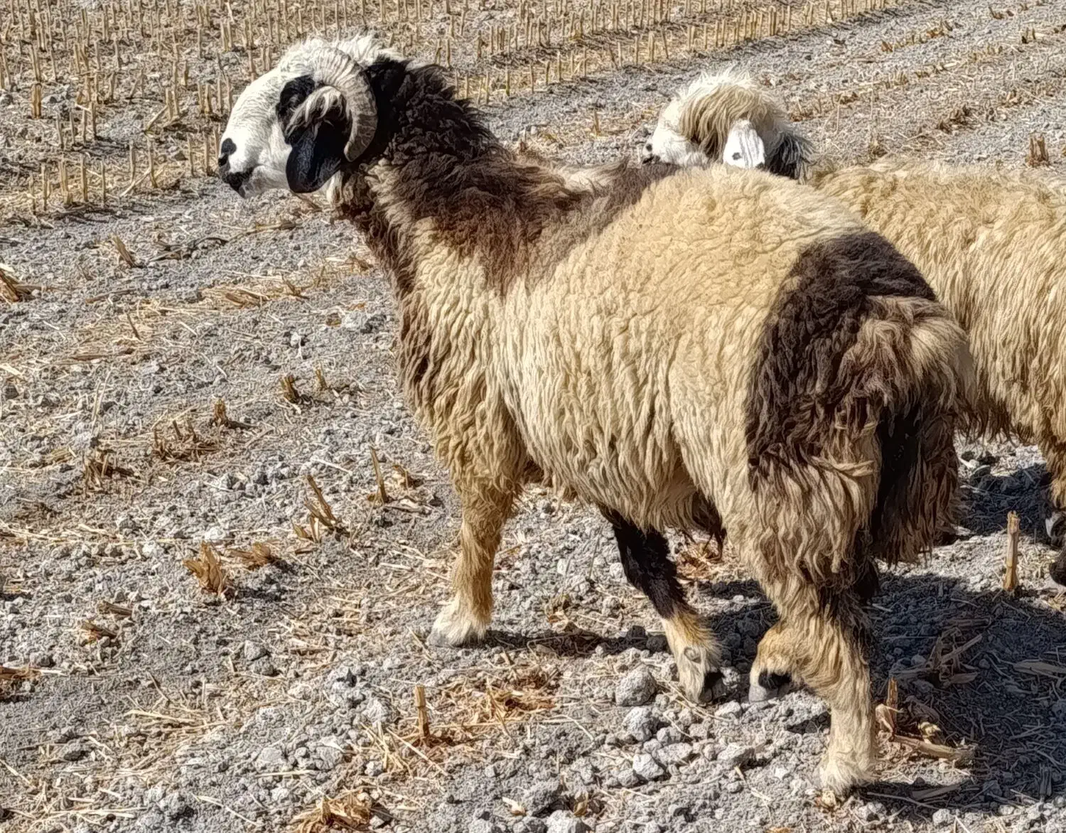 شیشک میش و قوچ چاق و سرحال|حیوانات مزرعه|مرودشت, نقش رستم|دیوار