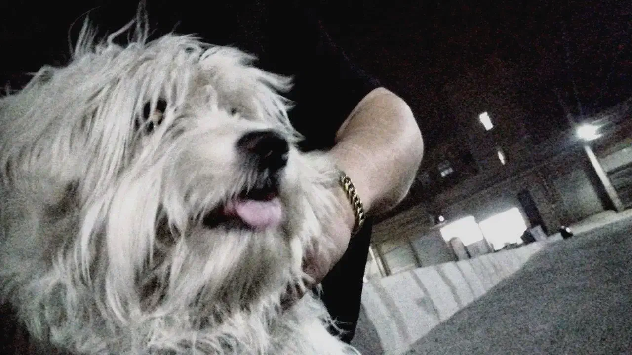 جا ب جایی محل کارم|سگ|چهاردانگه (تهران), |دیوار