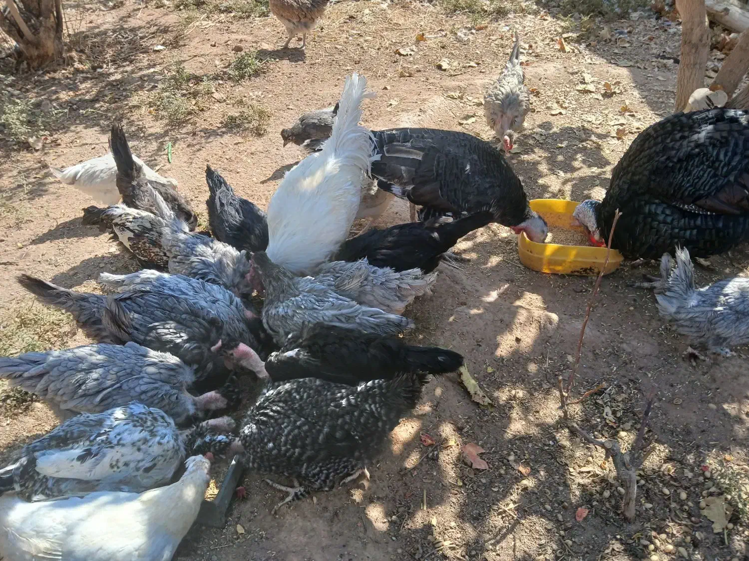 مرغ و خروس محلی|حیوانات مزرعه|رفسنجان, |دیوار