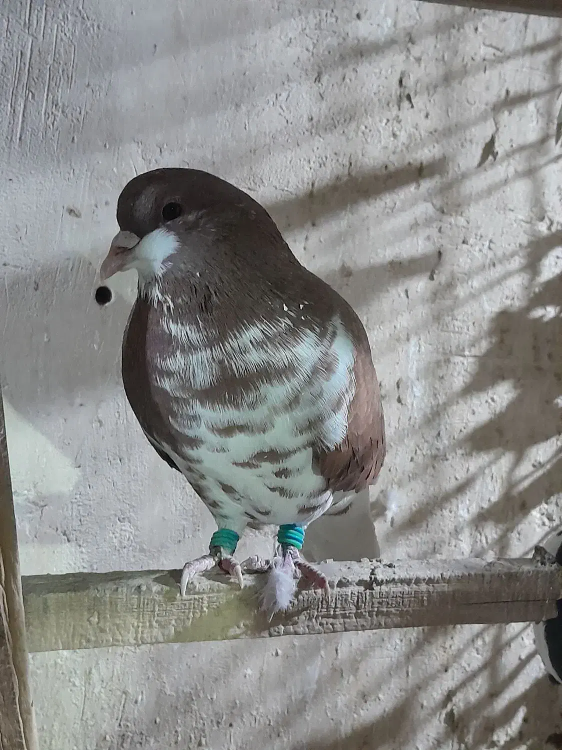 شهری بی عیب خوبو|پرنده|شیراز, تندگویان|دیوار