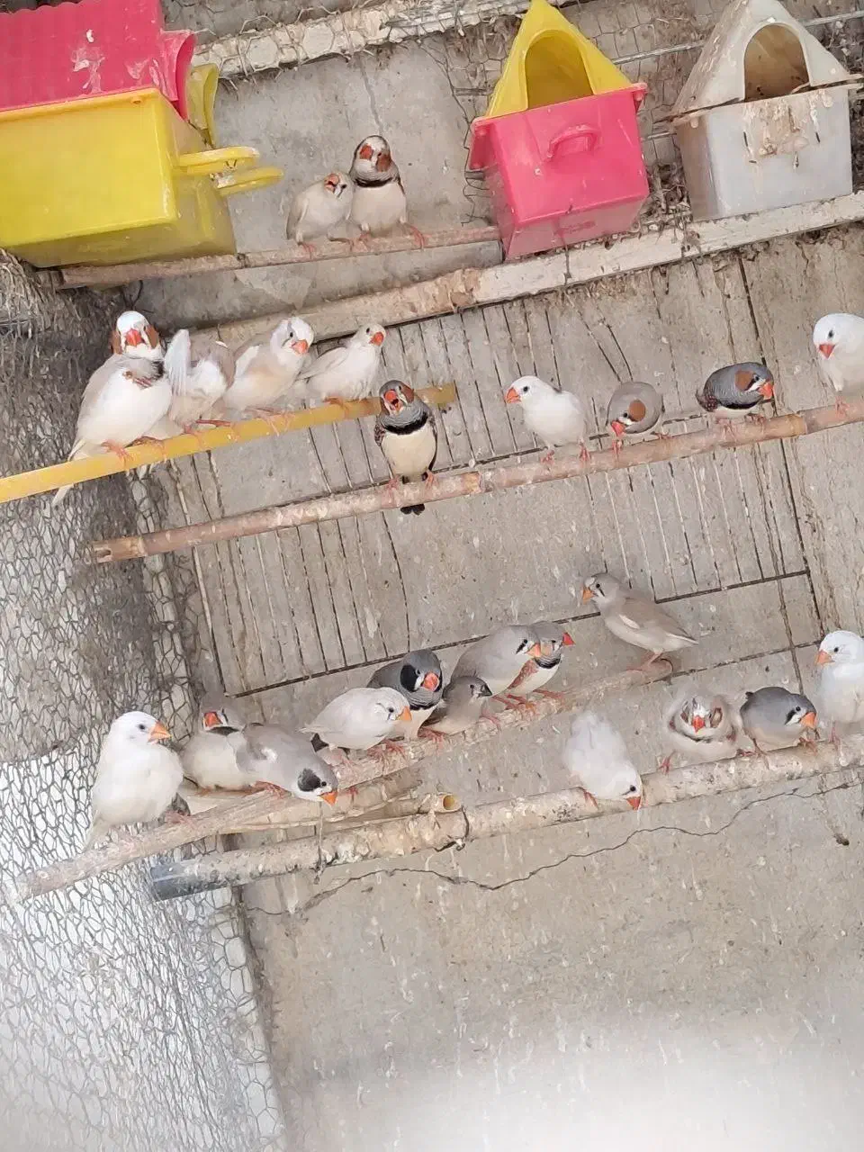 فنچ زبرا در رنگ های مختلف جفتی 500|پرنده|بابلسر, |دیوار