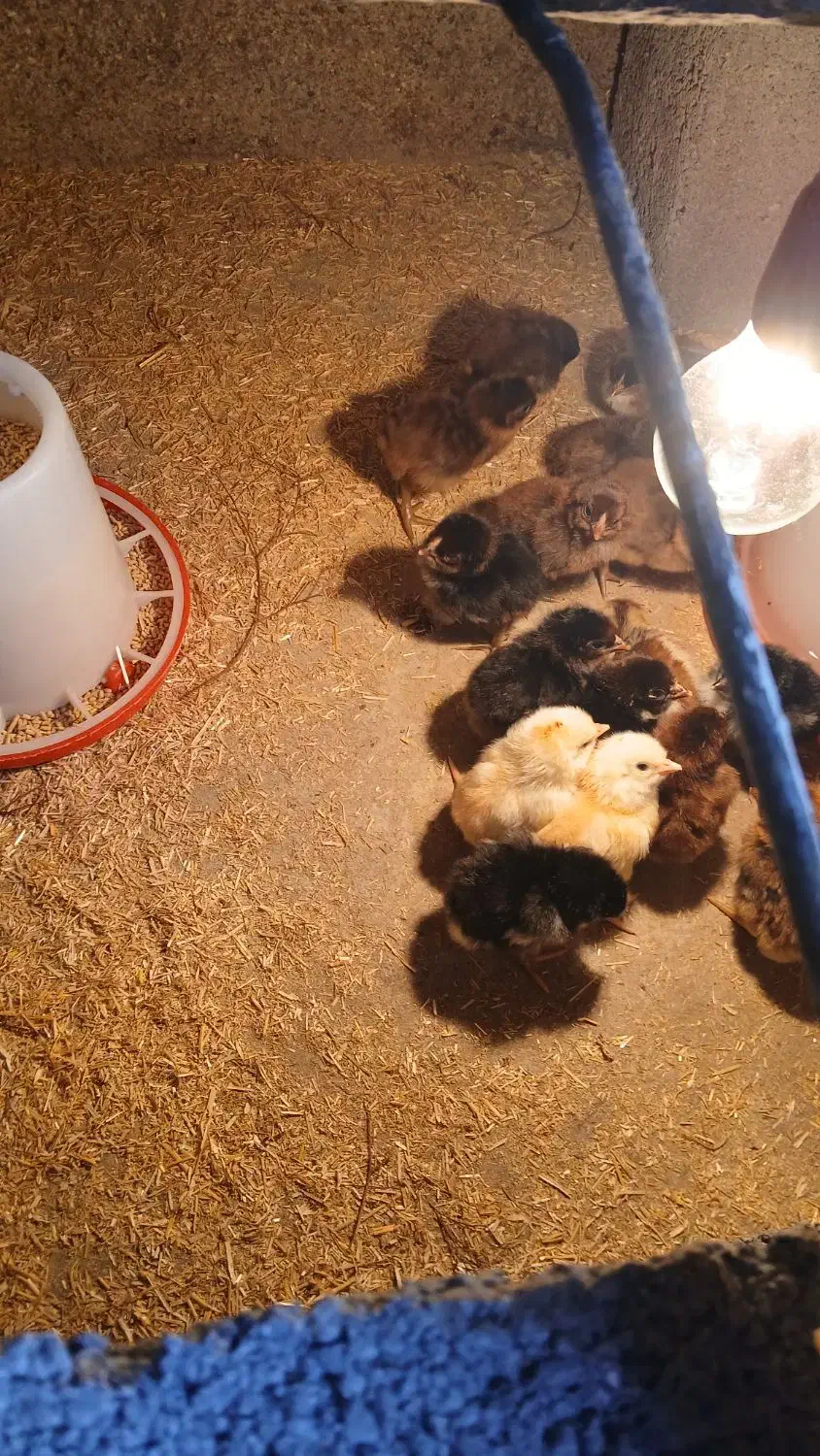 فروش جوجه لاری|حیوانات مزرعه|گمیشان, |دیوار