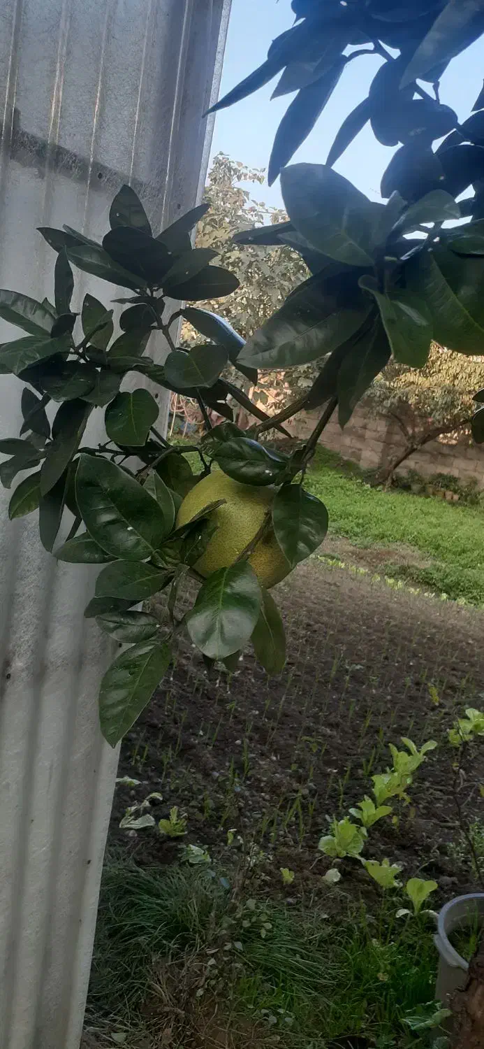 نهال بادرنگ(بالنگ)|خدمات باغبانی و درختکاری|رشت, رودباری|دیوار