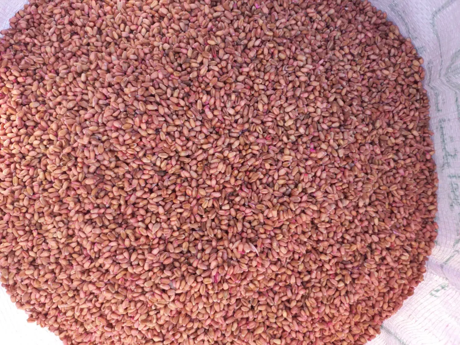 بذر گندم بوجاری شده|عمدهفروشی|قشلاق دشت, |دیوار