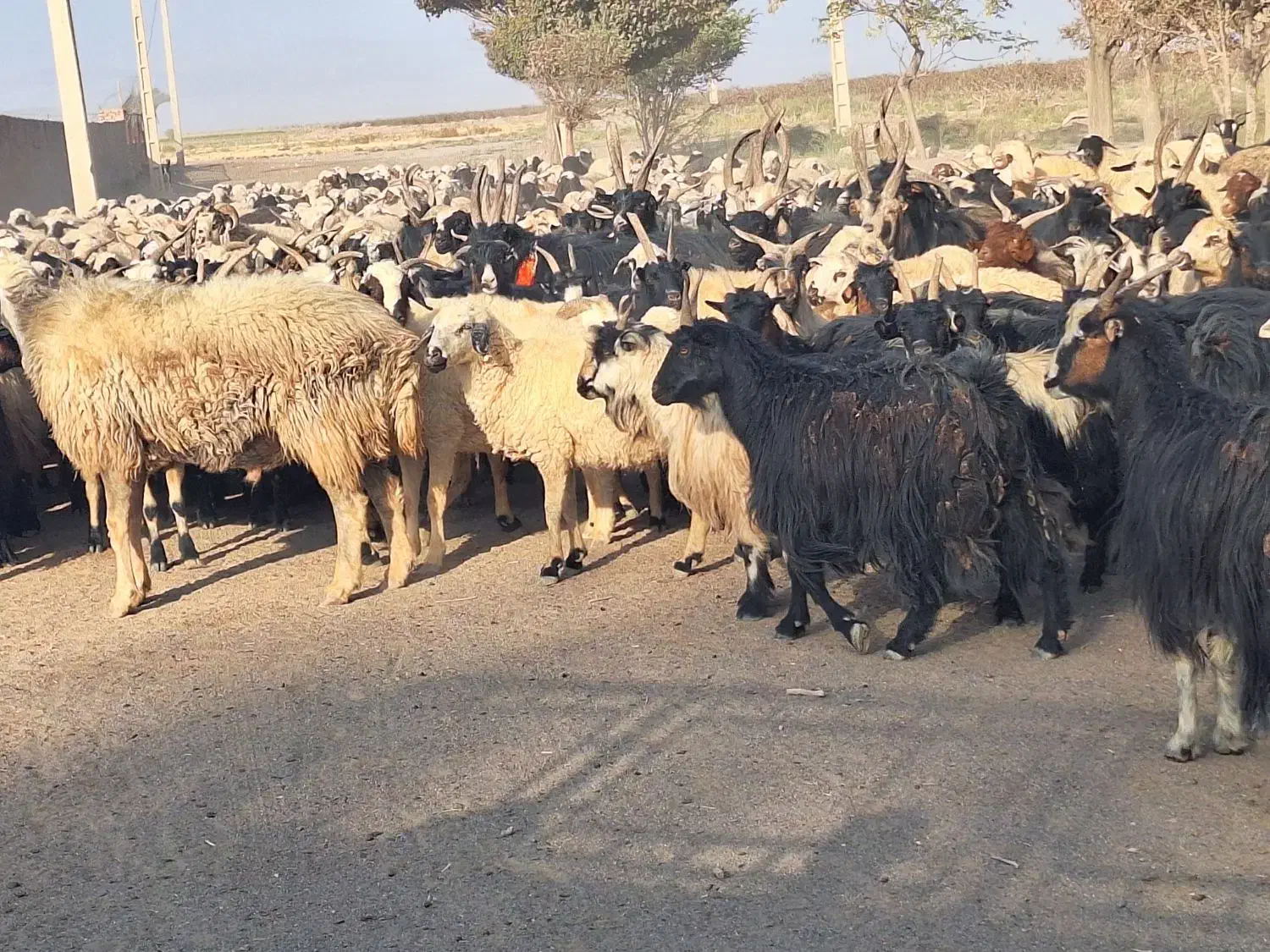 فروش میش داشتی  معاوضه با سواری یا نقدی|حیوانات مزرعه|برخوار, |دیوار