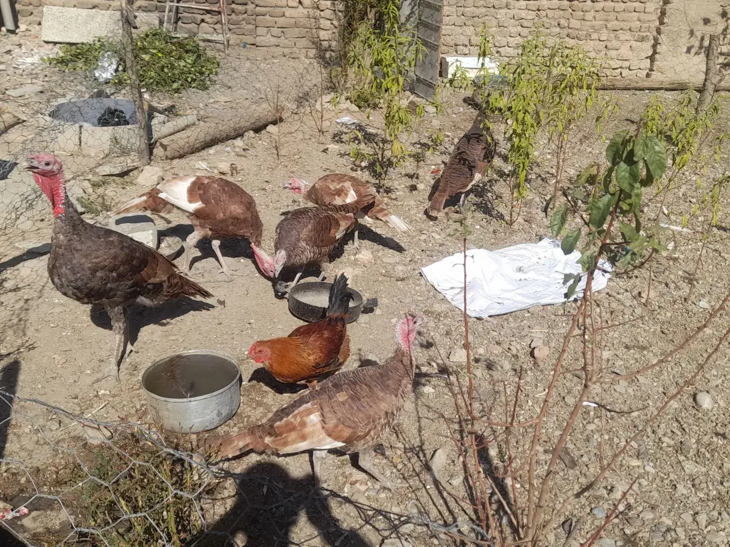 برقلمون|حیوانات مزرعه|بروجرد, |دیوار