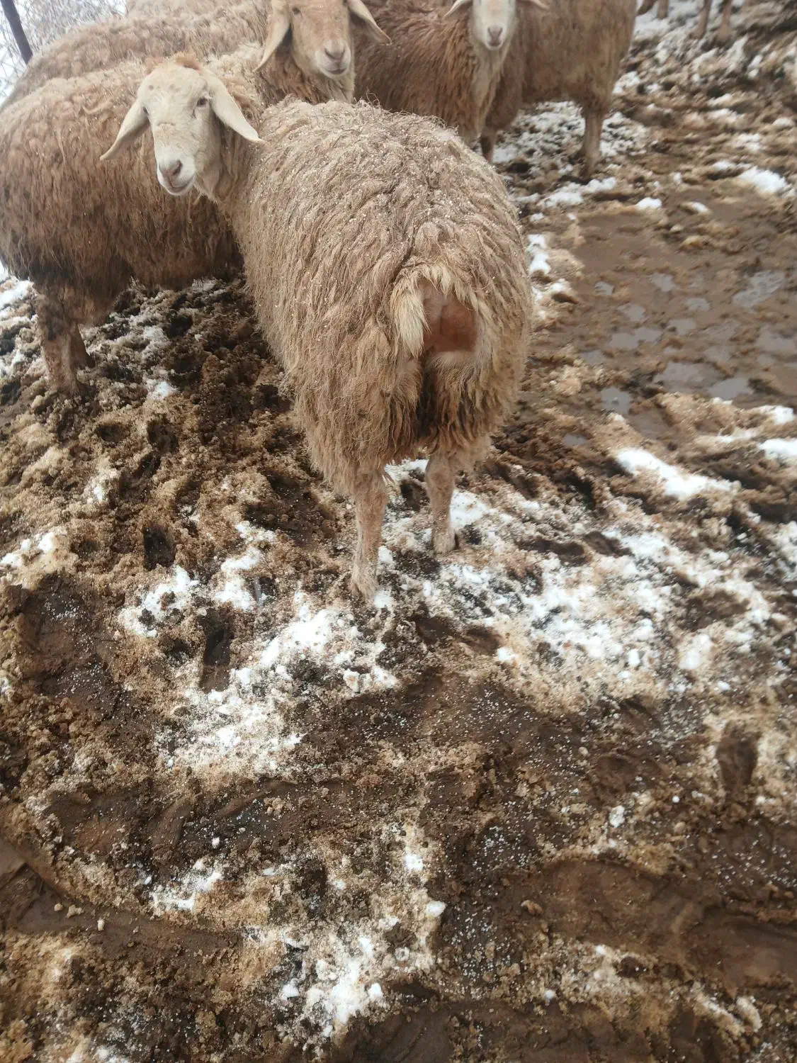 گوسفند فومن|حیوانات مزرعه|مشگین شهر, |دیوار