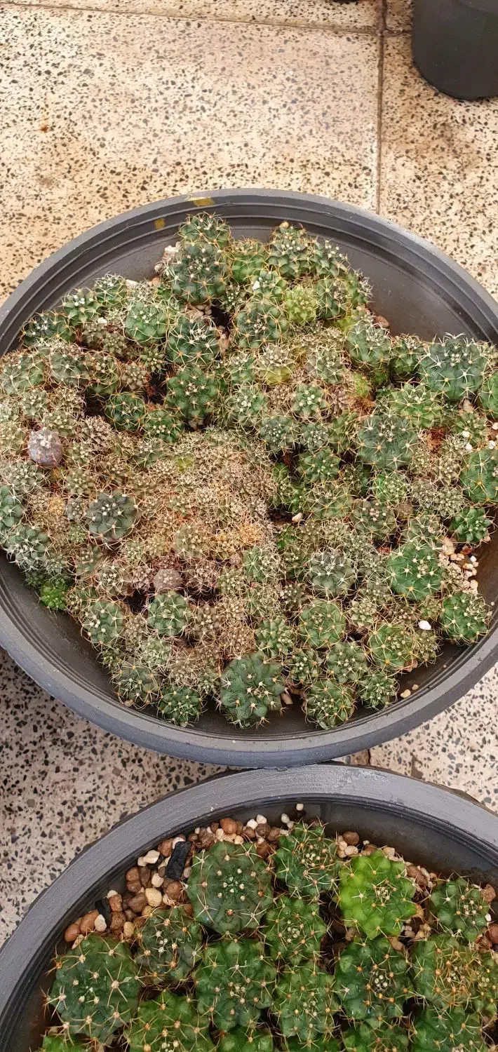 خزانه کاکتوس ژمینو|گل و گیاه طبیعی|تهران, ائمه اطهار|دیوار