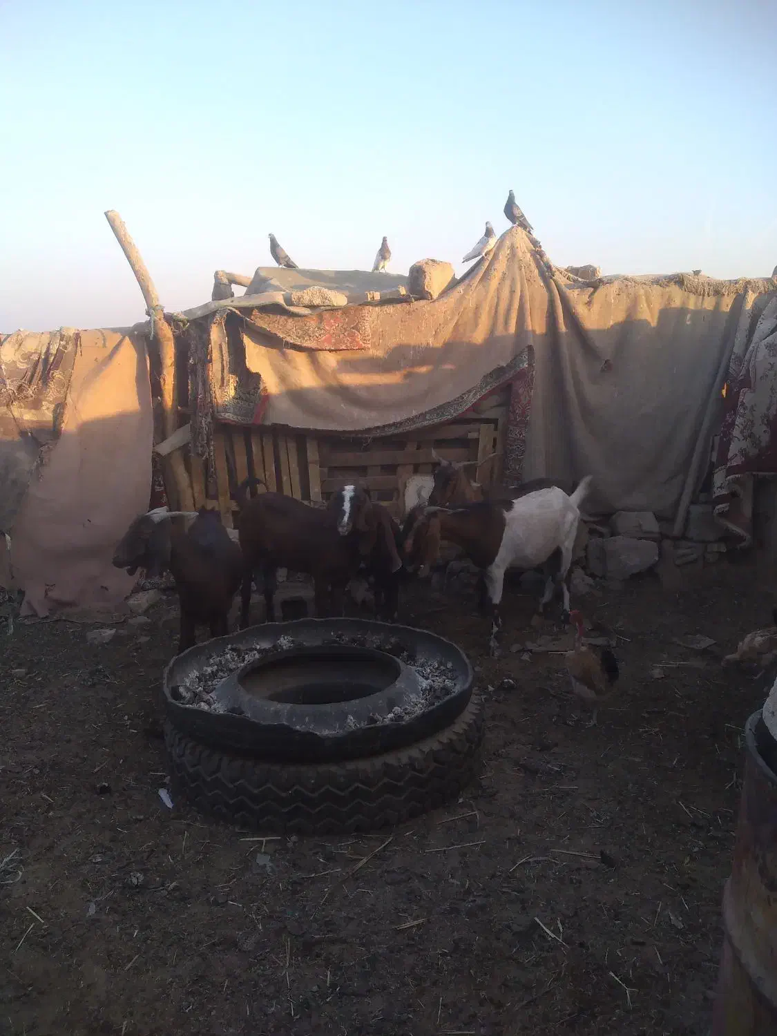 ابادان|حیوانات مزرعه|خرمشهر, |دیوار