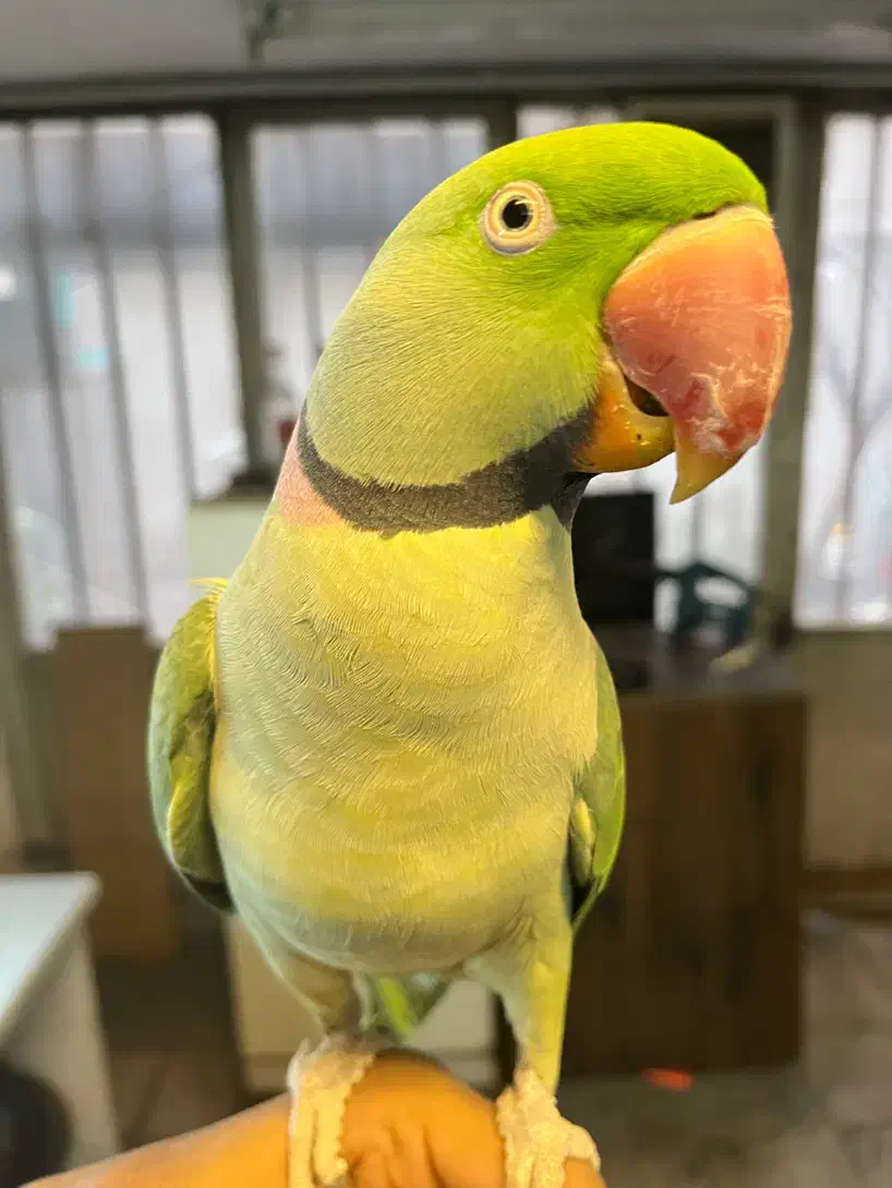 شاه طوطی دستی مولد|پرنده|تهران, تختی|دیوار