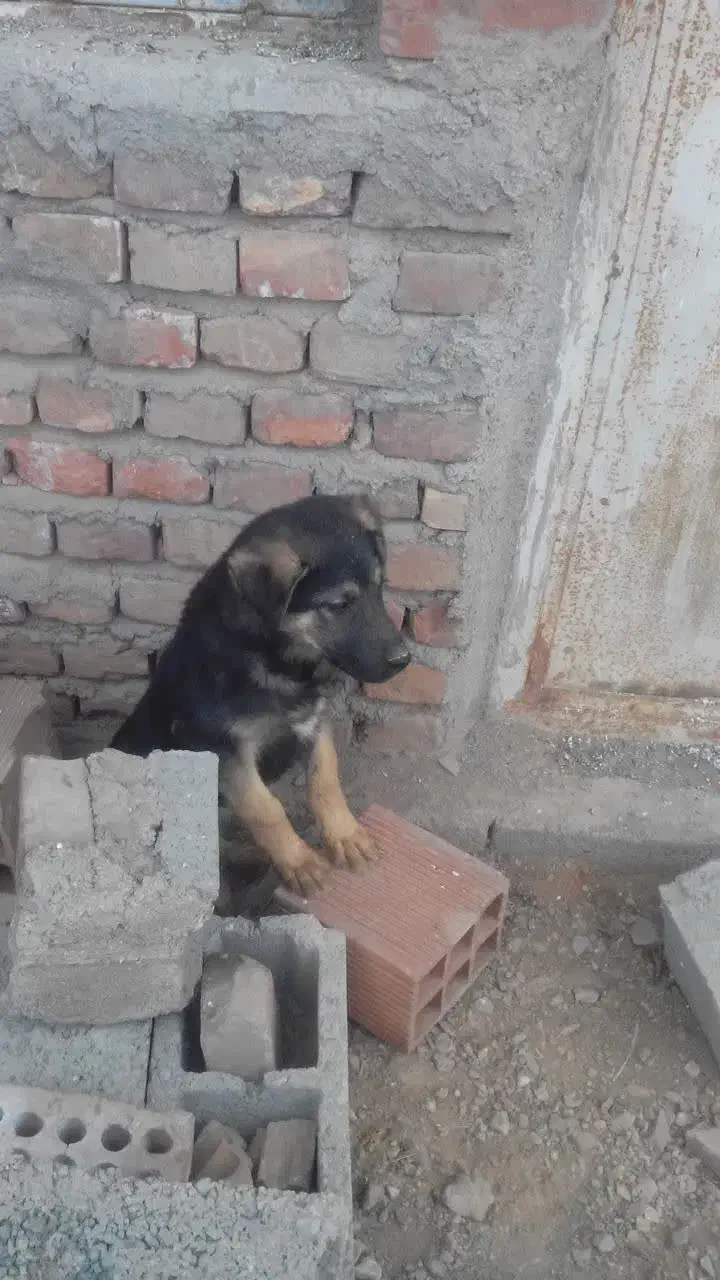 توله ژرمن|سگ|کرمان, |دیوار