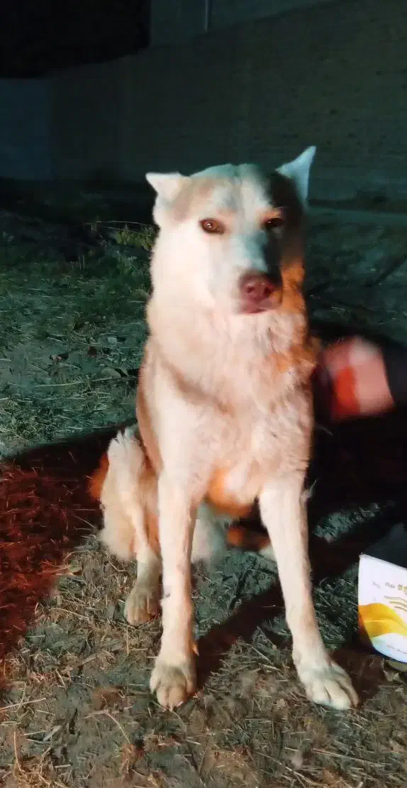 سگ نژاد هاسکی سیبرین|سگ|ملارد, |دیوار