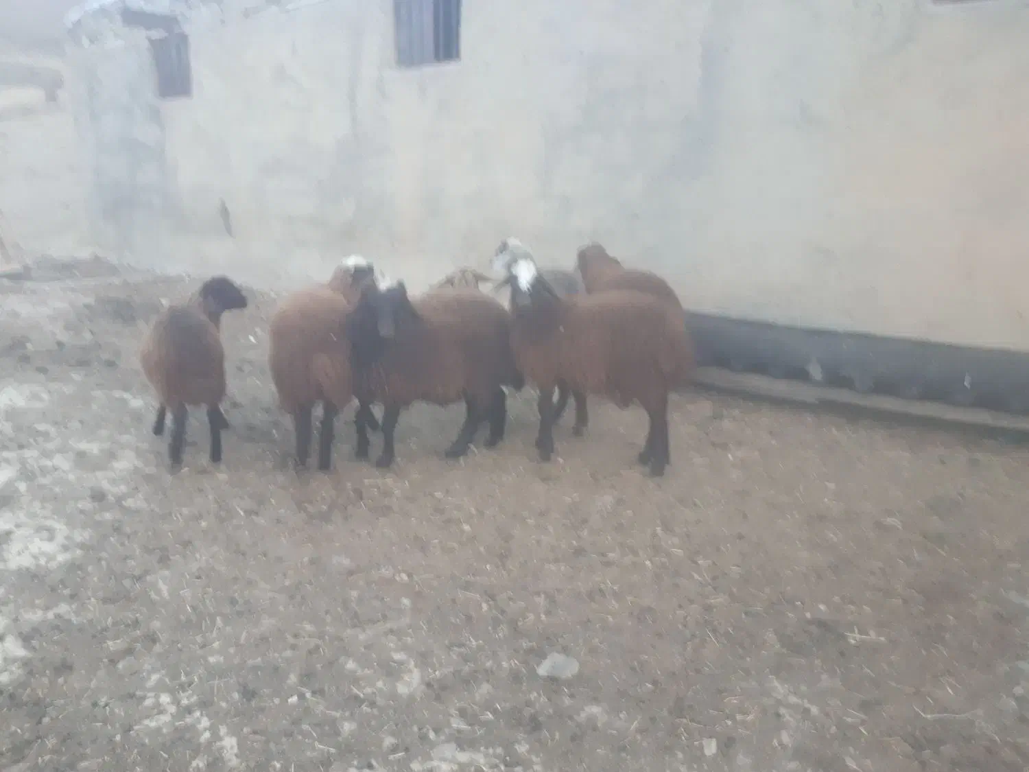 بره (نرو ماده )۷ رس|حیوانات مزرعه|عنبران, |دیوار